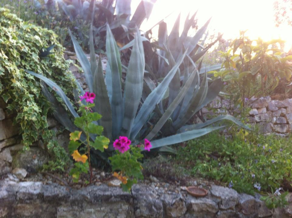 Azienda Agricola B&B Macchiaria Vieste Exterior foto