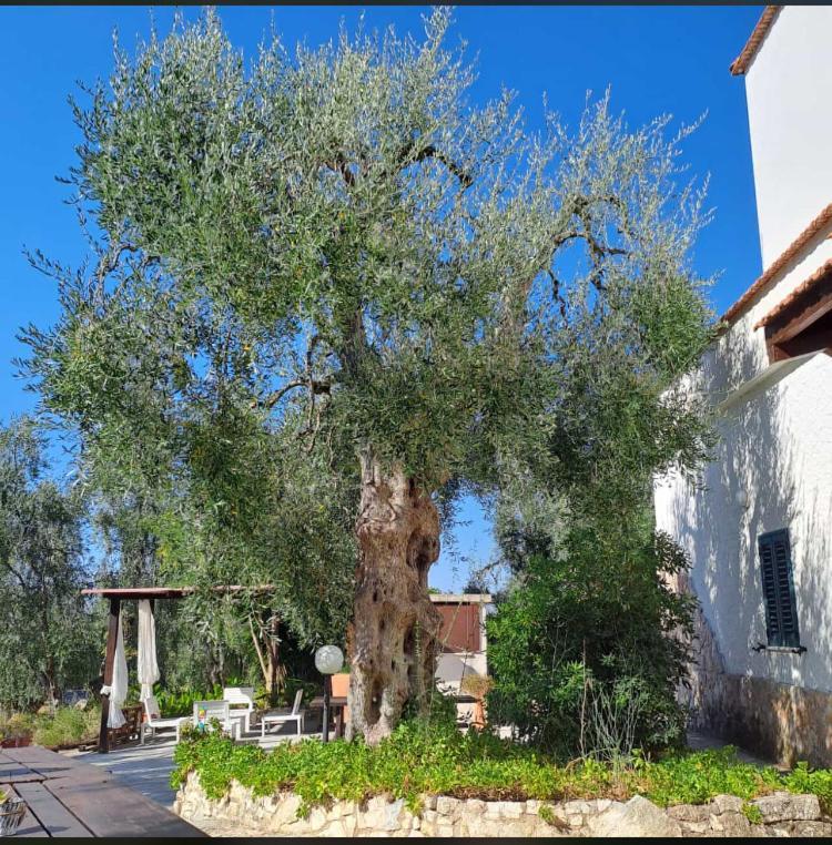 Azienda Agricola B&B Macchiaria Vieste Exterior foto